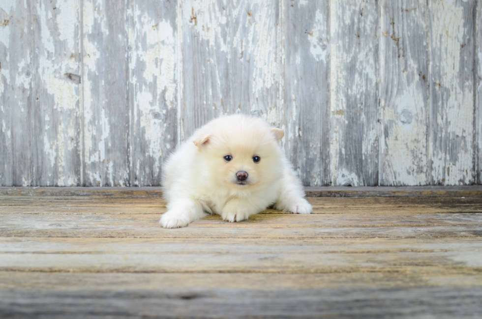 Hypoallergenic Pomeranian Purebred Pup
