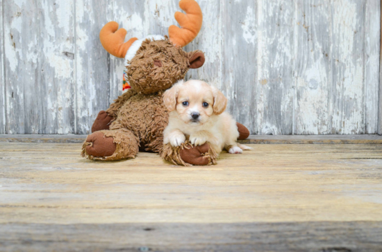 Popular Cavapoo Poodle Mix Pup