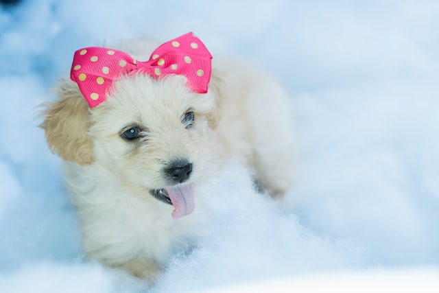 cute Pomachon dog wearing a cute pink bow