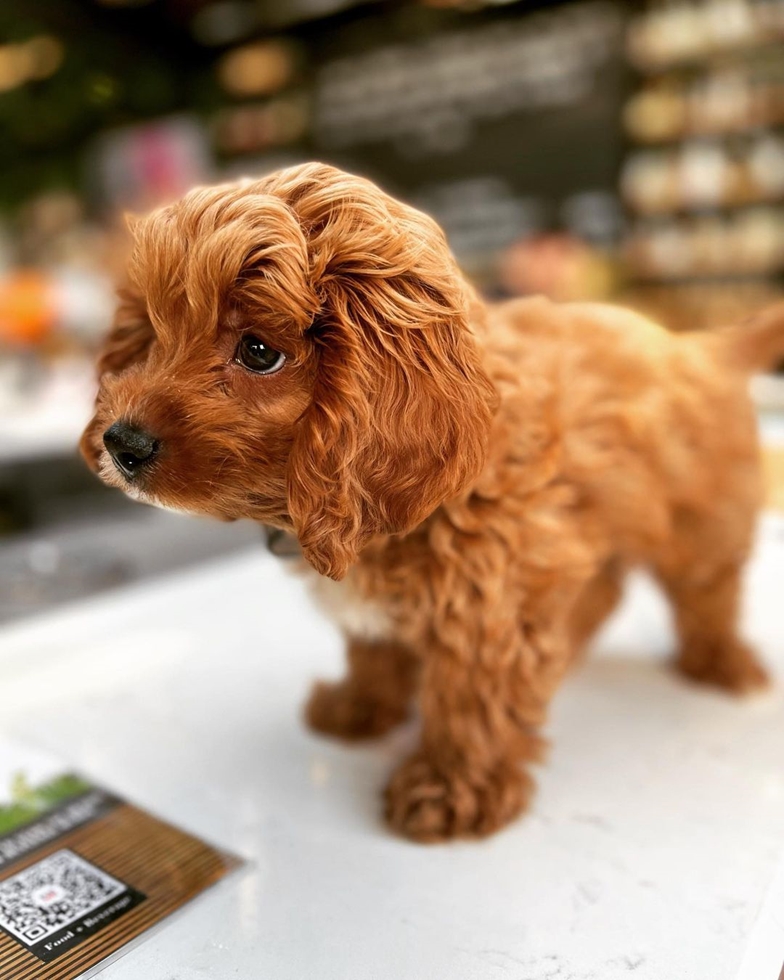 Miniature Cavapoo standing gracefully representing the average size of this variant
