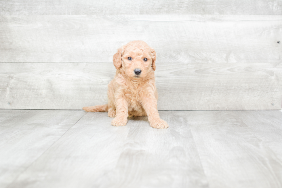 Meet Solomon - our Mini Goldendoodle Puppy Photo 3/3 - Premier Pups