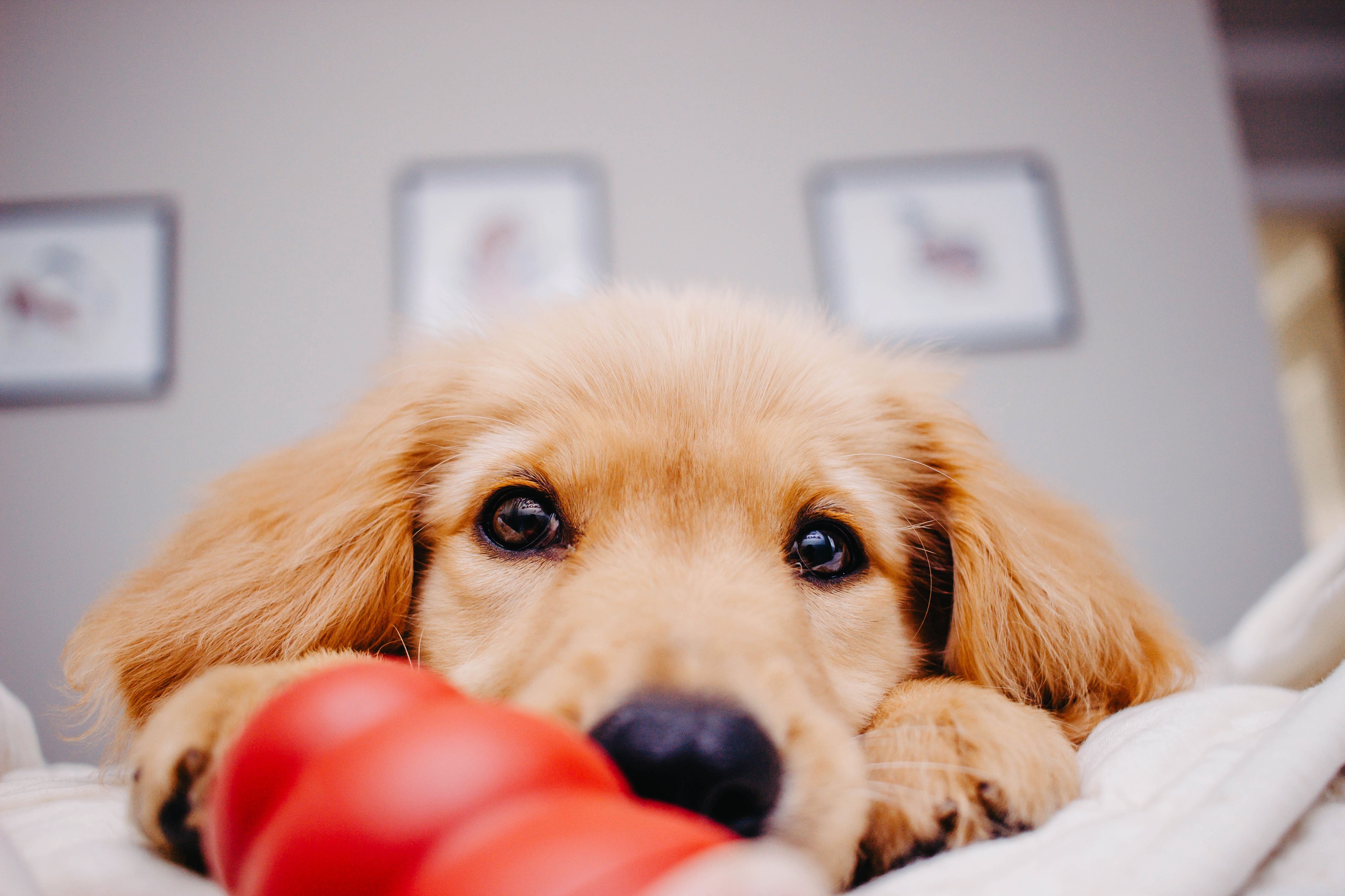 tan dog with puppy eyes