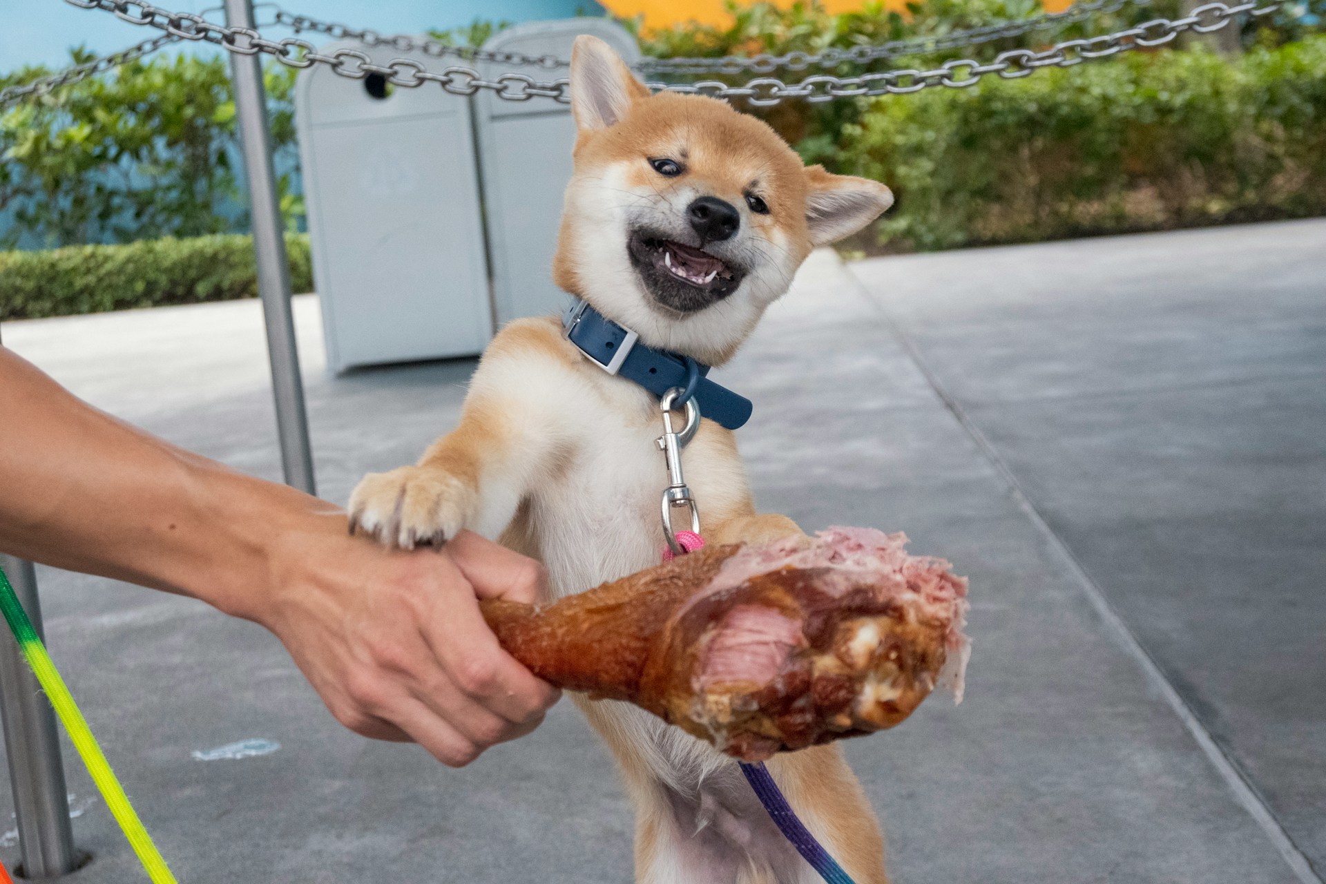 dog being offered a big bone with meat on it