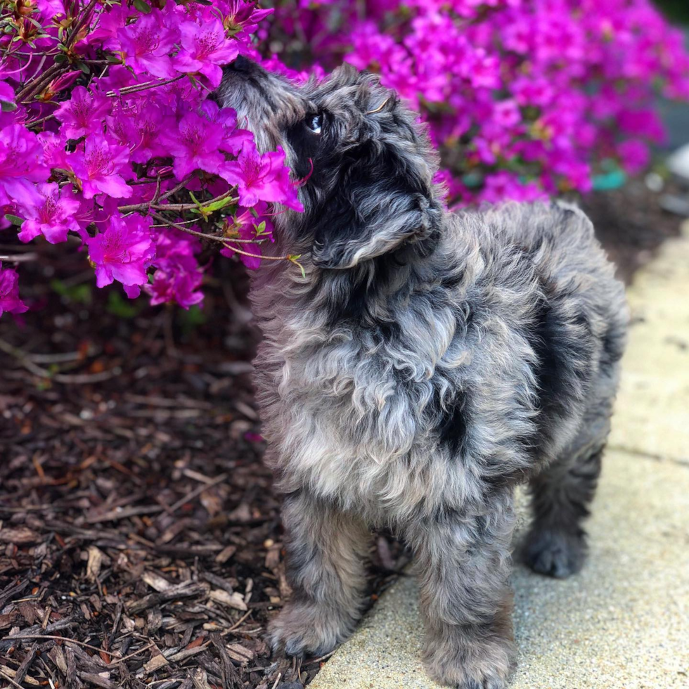 Intelligent Mini Aussiedoodle dog