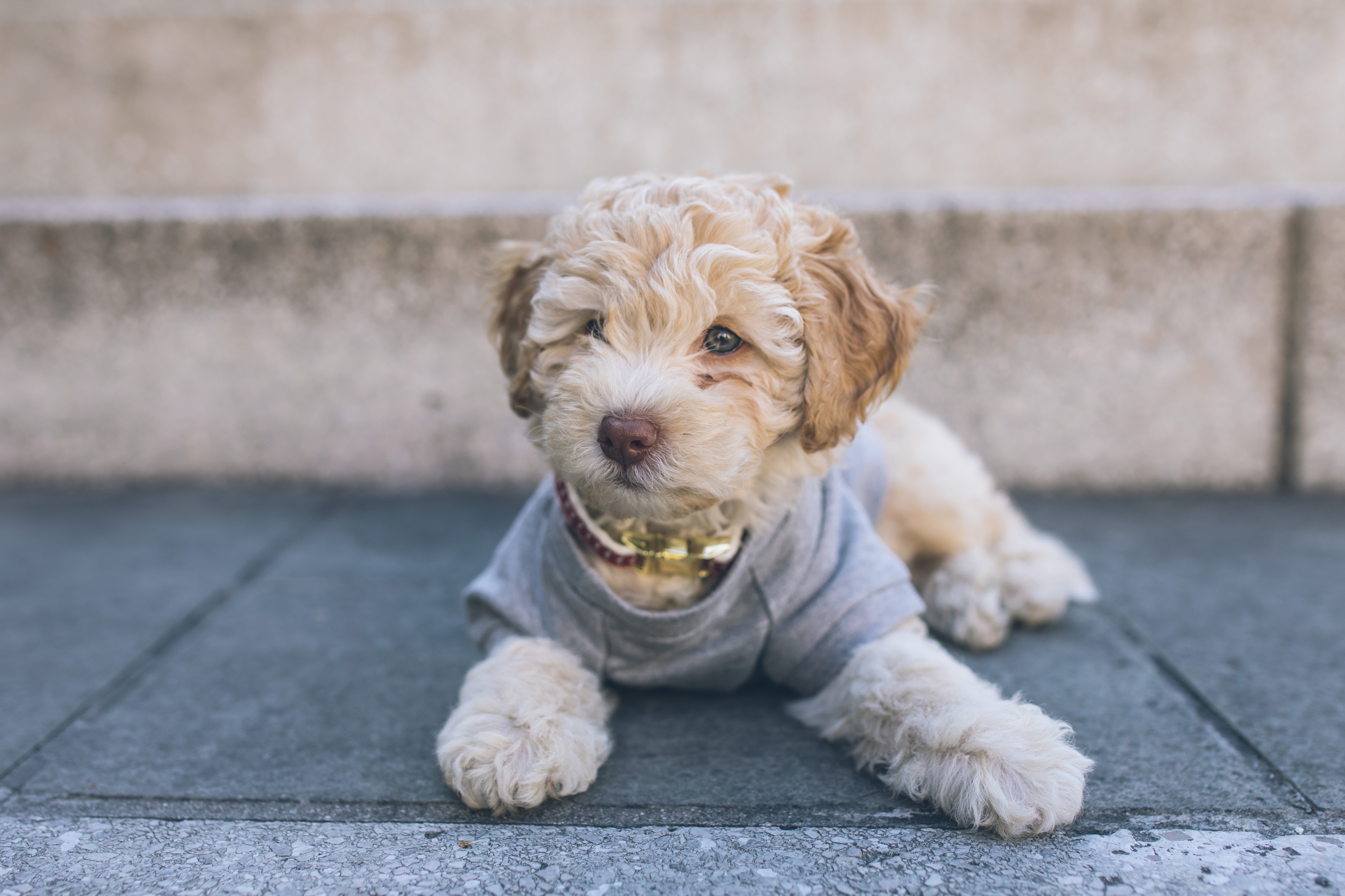 tan poochon with blue eyes