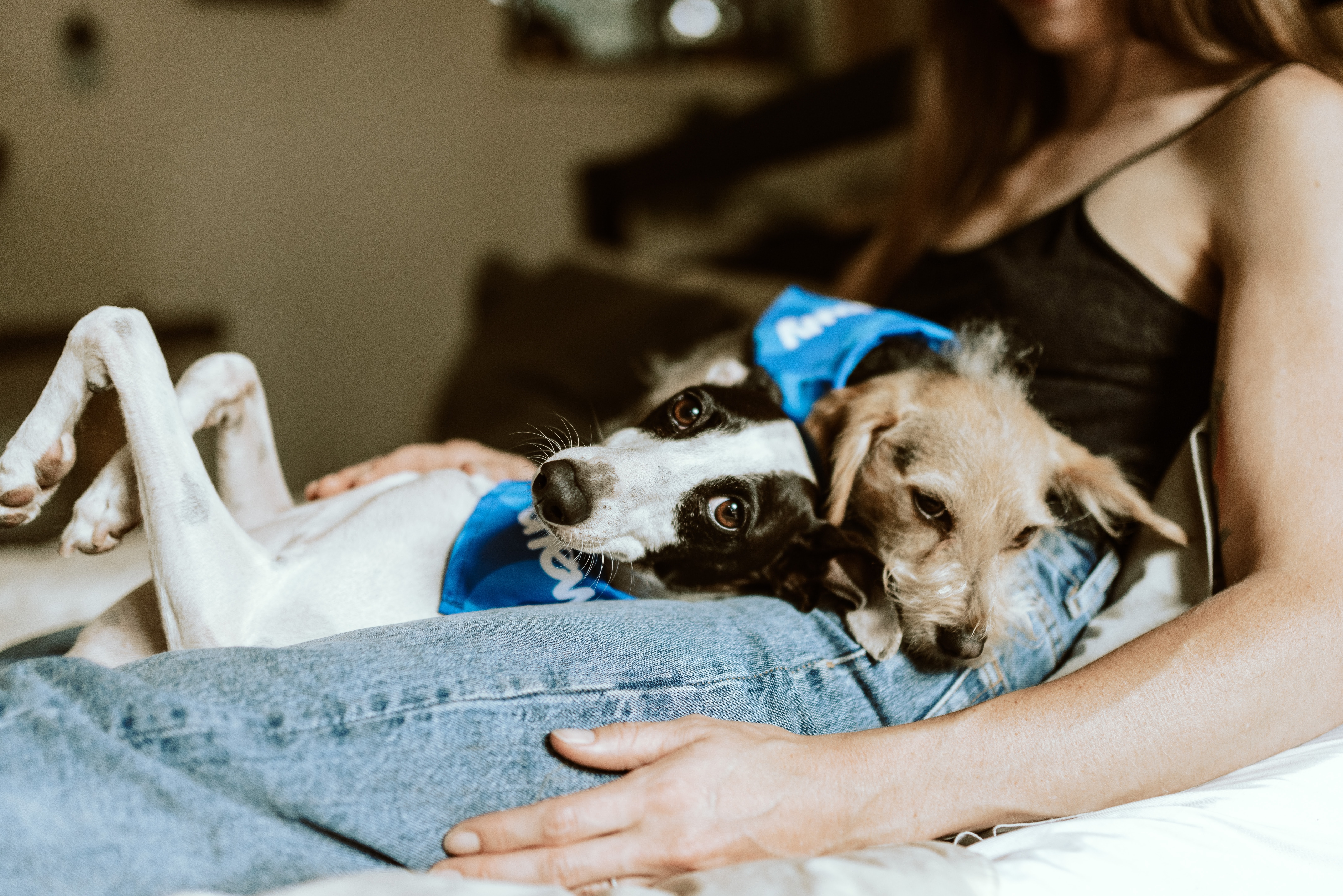 two dogs sitting on a persons lap