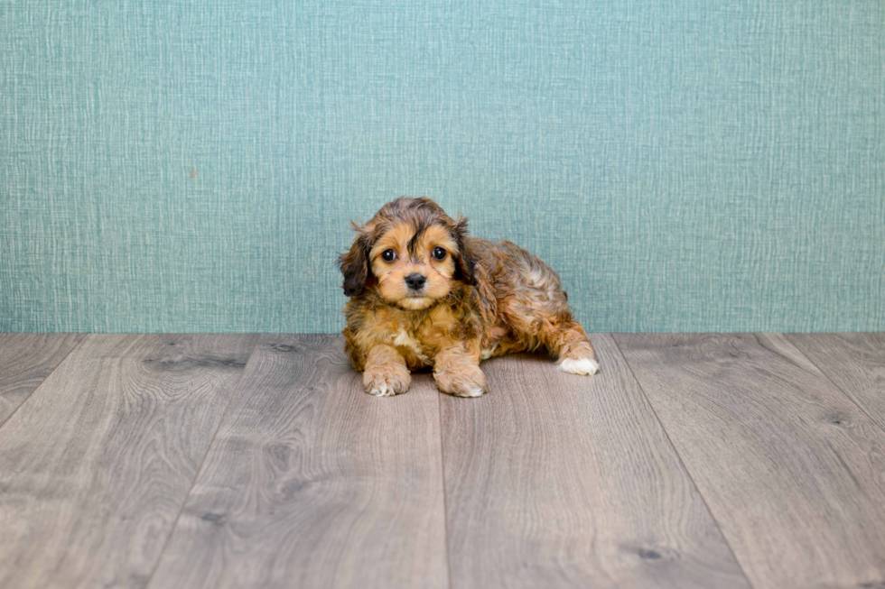 Meet Charlie - our Cavachon Puppy Photo 