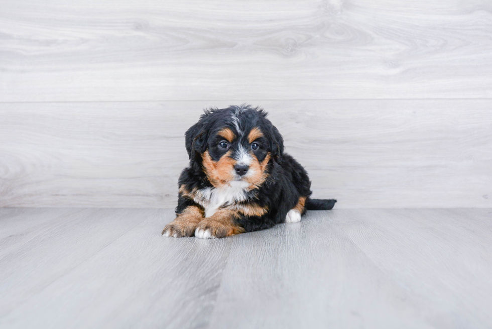 Meet Bridget - our Mini Bernedoodle Puppy Photo 2/2 - Premier Pups