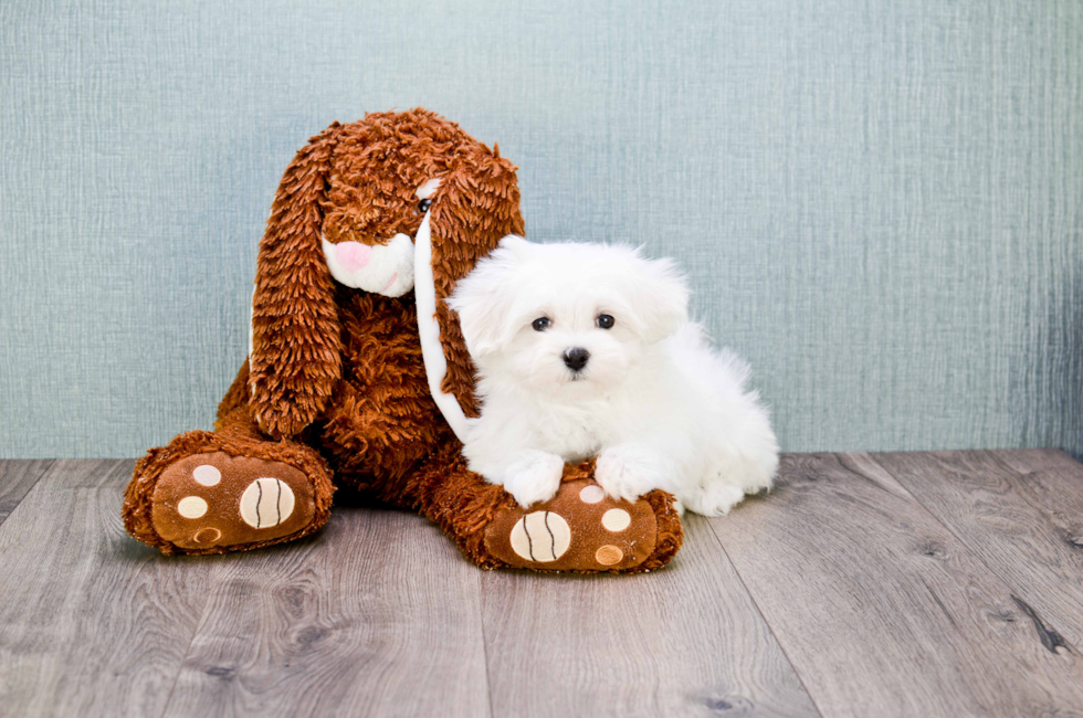 Maltese Puppies For Sale | Toy Purebred Maltese puppies for adoption