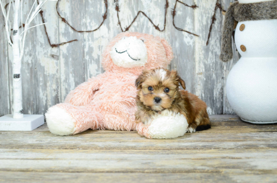 Shorkie Pup Being Cute