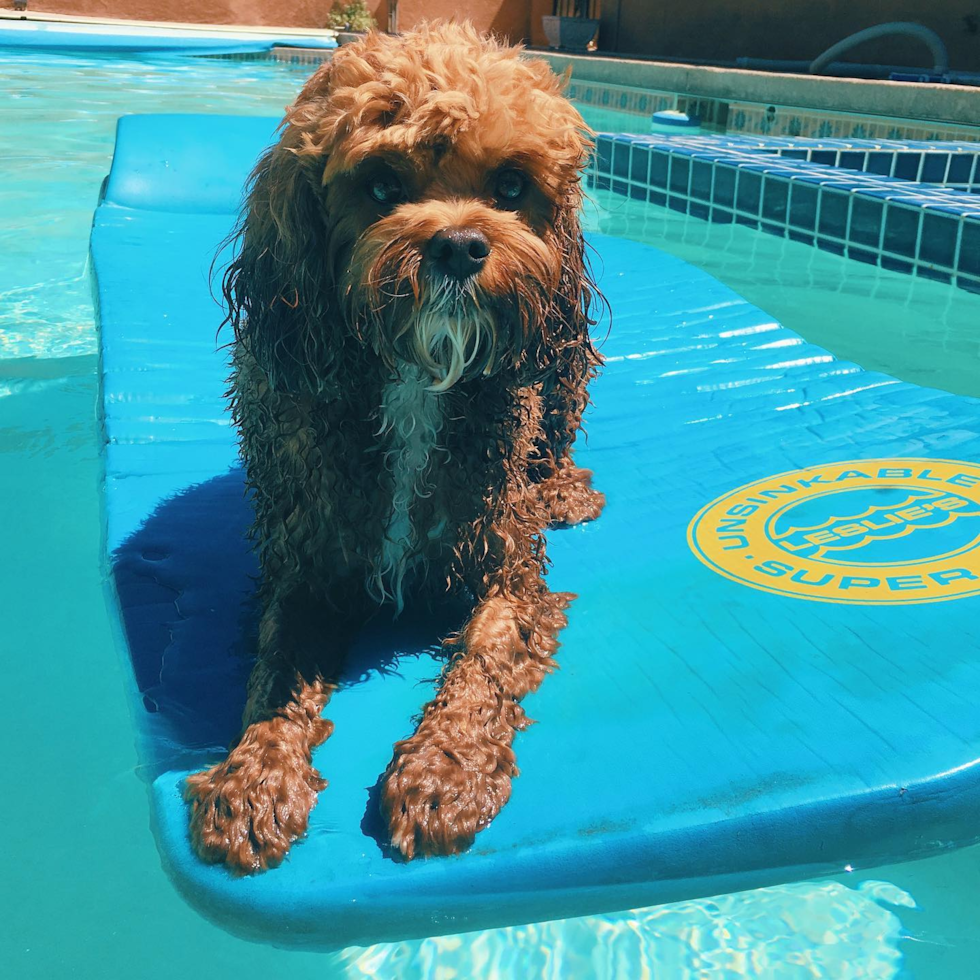 wet cavapoo on a float