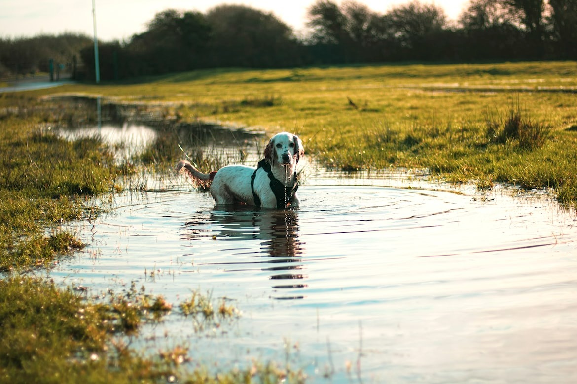happy dog enjoying a sunny day swim