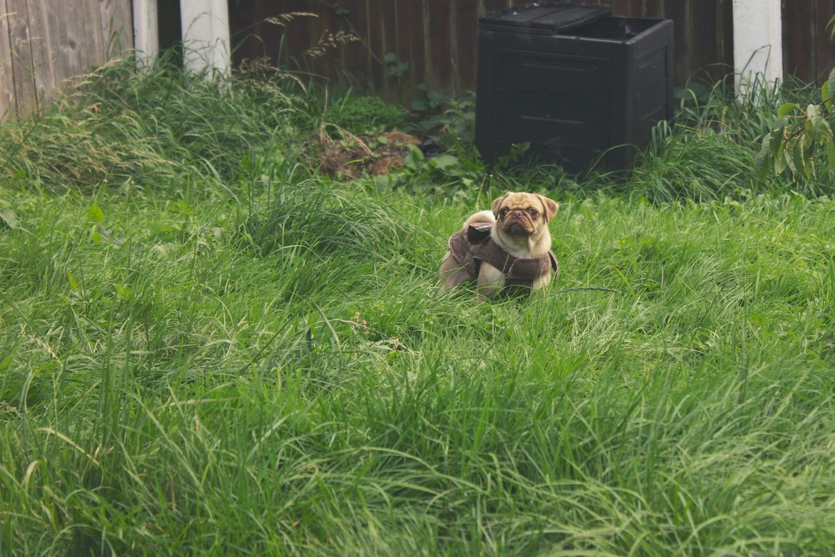 small dog being toilet trained in a safe garden area