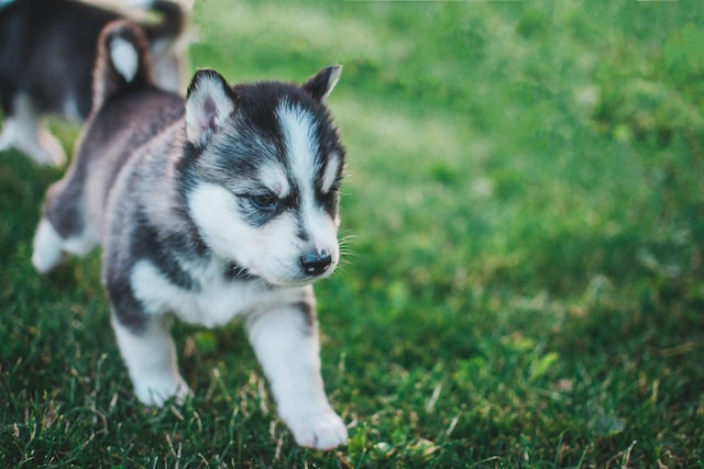 Pomsky walking in the grass