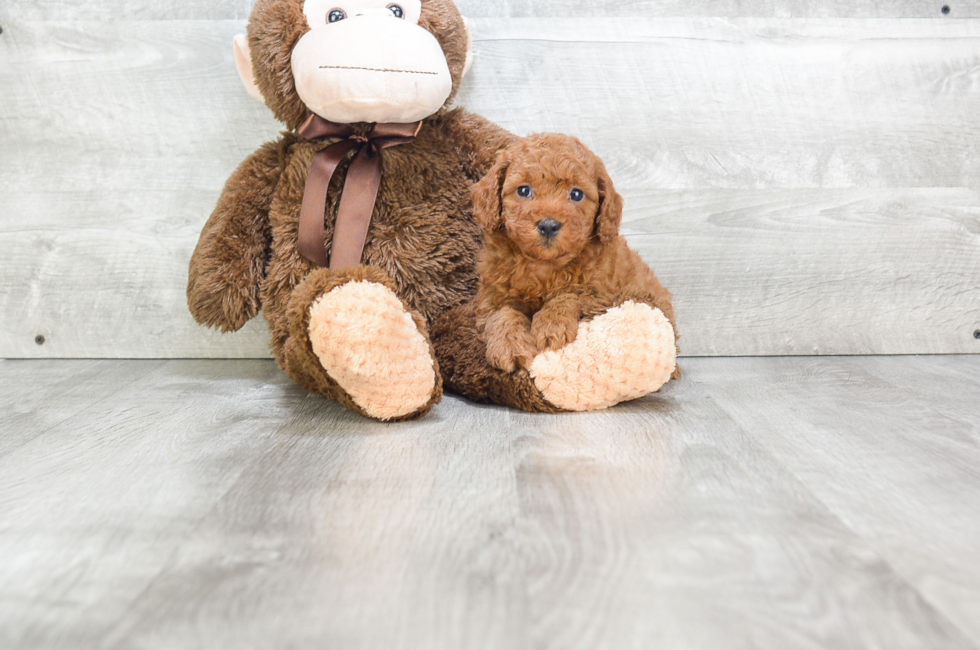 » Mini Goldendoodle