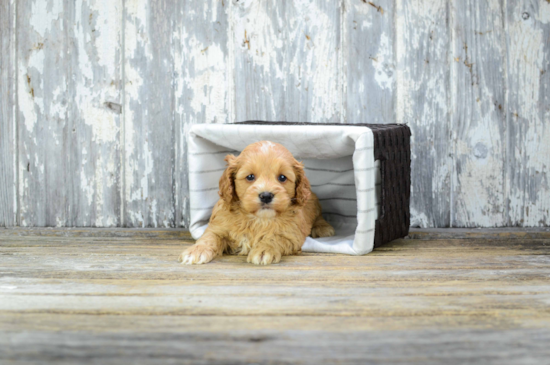 Cavapoo Puppy for Adoption