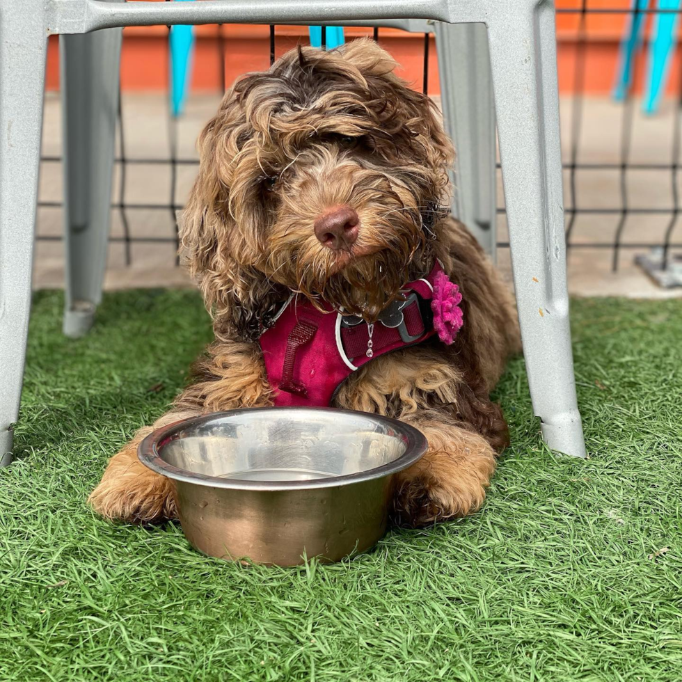 adult cockapoo sitting on the ground with a food bowl in front of it. cockapoo food 