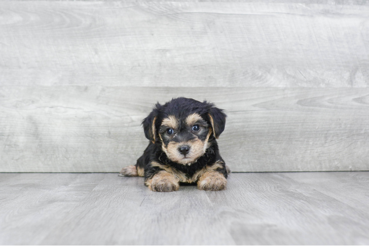 Meet Nixon - our Morkie Puppy Photo 1/3 - Premier Pups