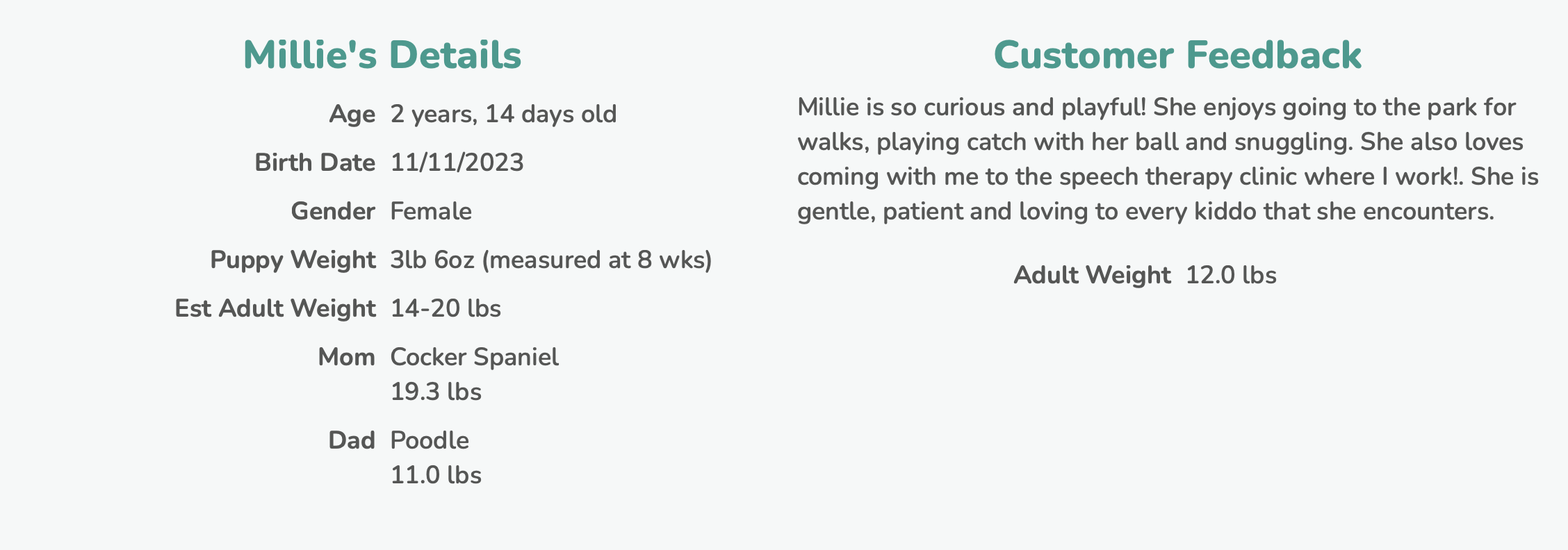 premier pups cockapoo owner describes what their dog is like