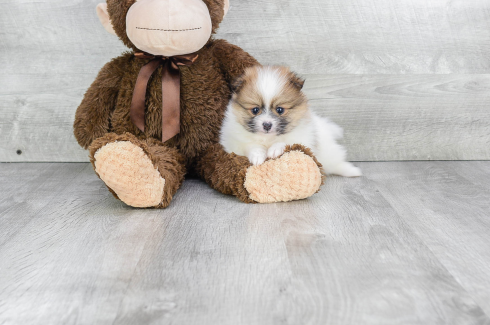 Pomeranian puppies for sale | Teacup breed Pom puppies for ...