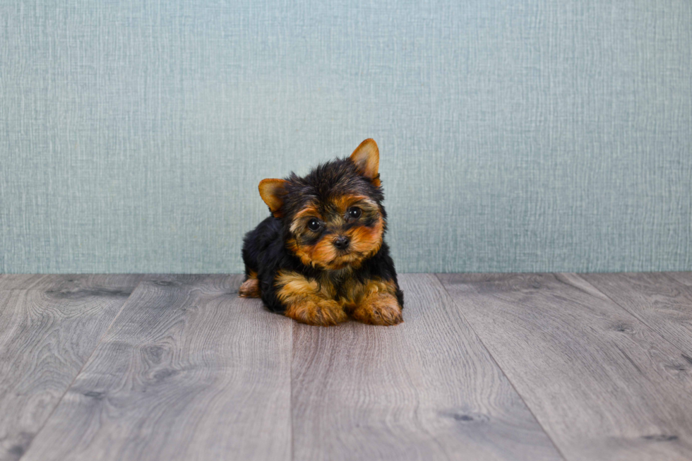 Meet Tinkerbell - our Yorkshire Terrier Puppy Photo 