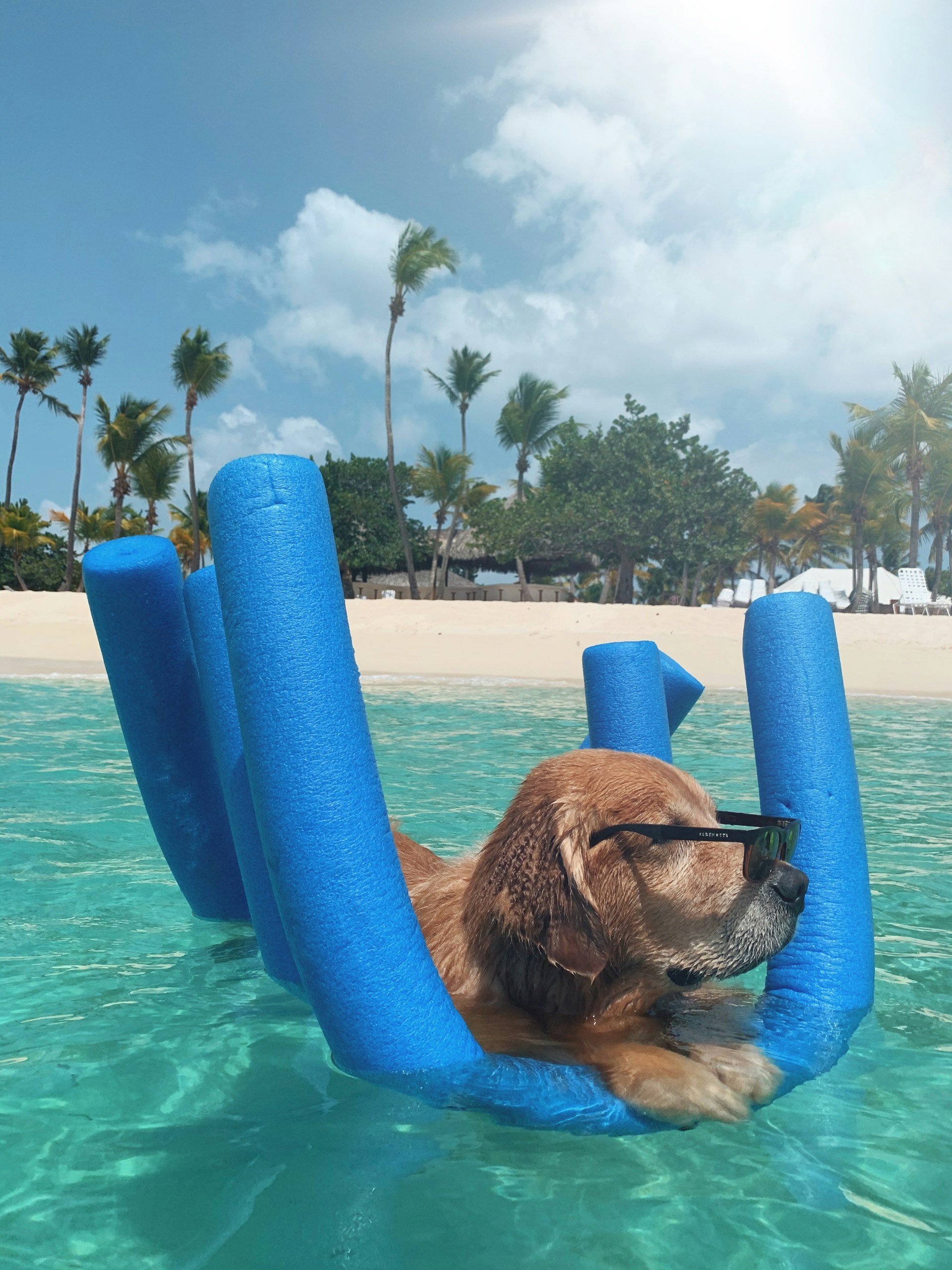 a dog sitting in water on a pool noodle wearing glasses