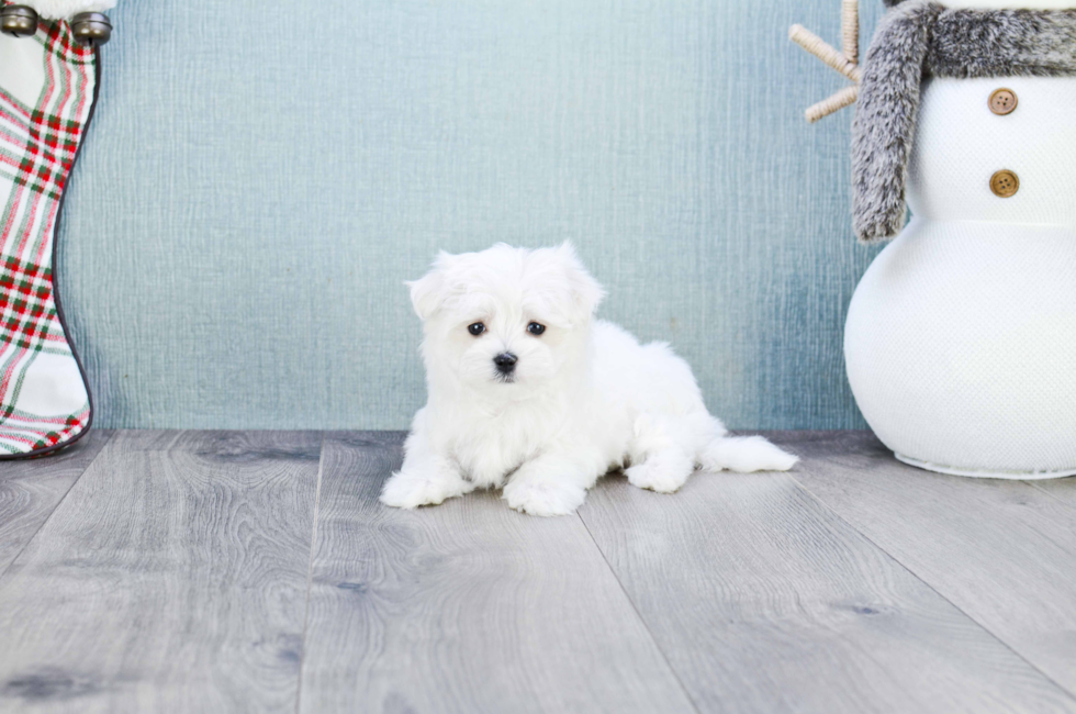 Small breed puppies for sale Teacup Pups for sale in Ohio Premier Pups