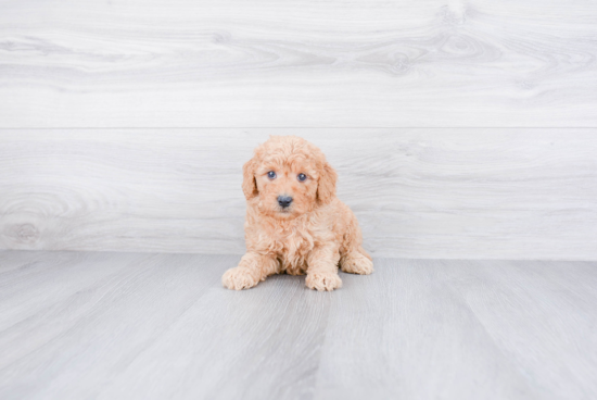 Mini Goldendoodle Pup Being Cute