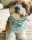 Shih Tzu Pictures, Size, Temperament +More | Premier Pups Hypoallergenic Shih Tzu Pup