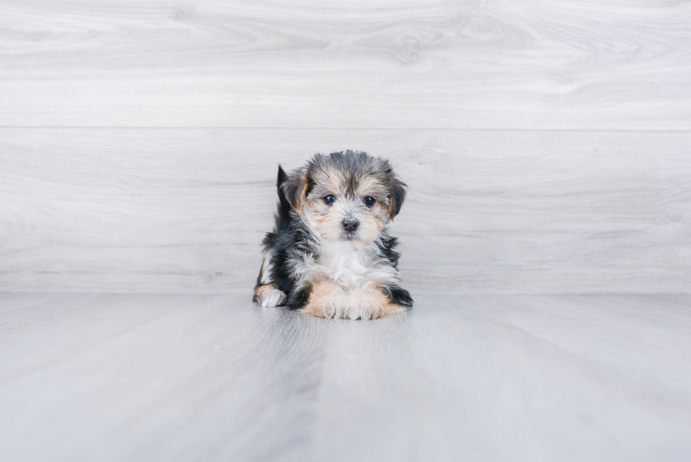 Meet Cookie - our Morkie Puppy Photo 3/3 - Premier Pups