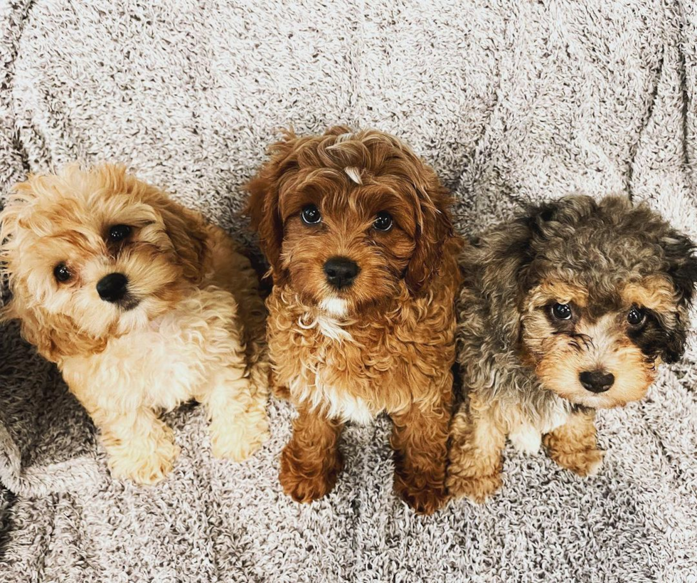 three gorgeous cavapoos of different colors