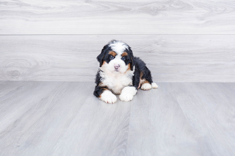  F1 MINI BERNEDOODLE PUPPY