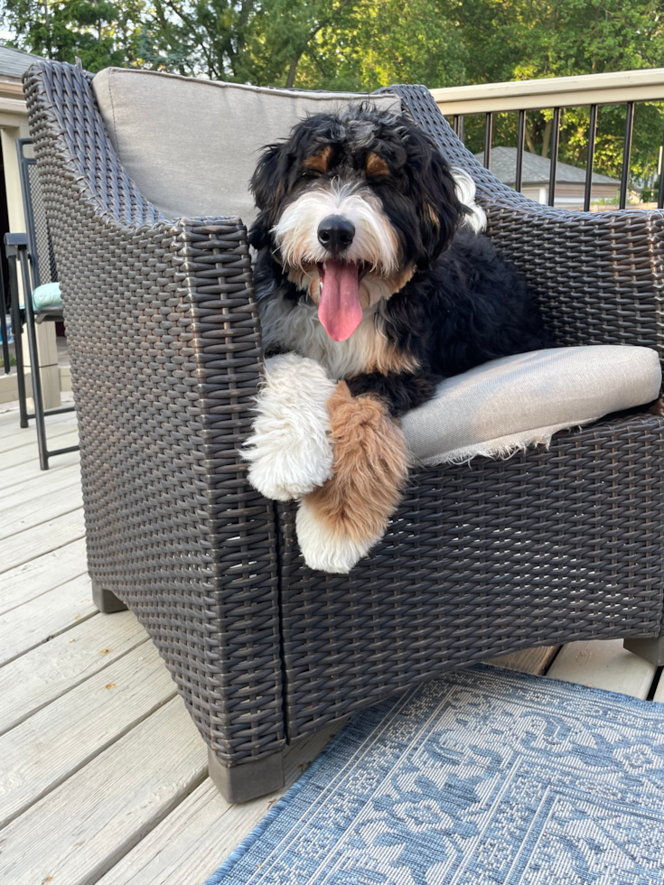 tricolor mini bernedoodle with low shedding coat sitting on patio furniture 