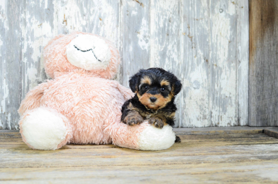 Petite Yorkie Poo Poodle Mix Pup