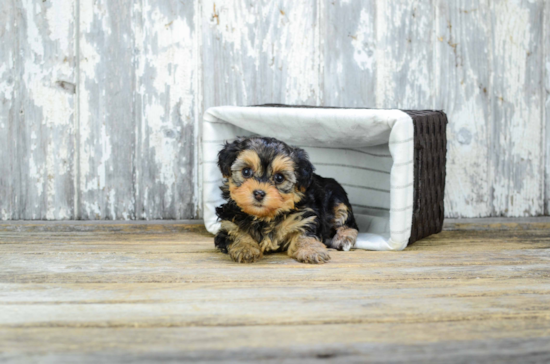 Yorkie Poo Pup Being Cute