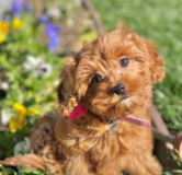 Fluffy Cavalier Poodle Mix Pup