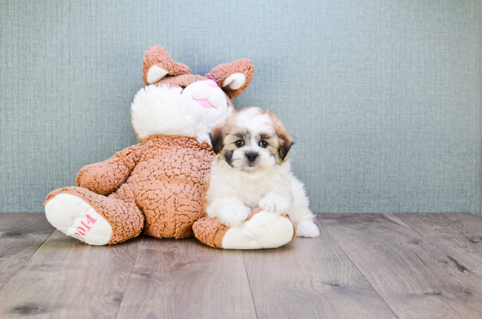 where can i get a teddy bear puppy