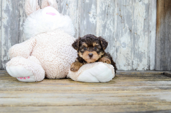 Yorkie Poo Puppy for Adoption