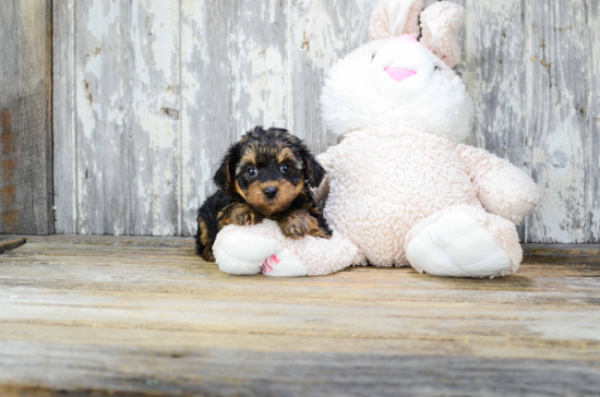 Fluffy Yorkie Poo Poodle Mix Pup