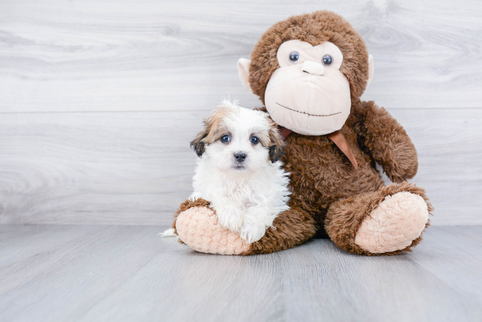 Meet Tedric - our Teddy Bear Puppy Photo 2/3 - Premier Pups