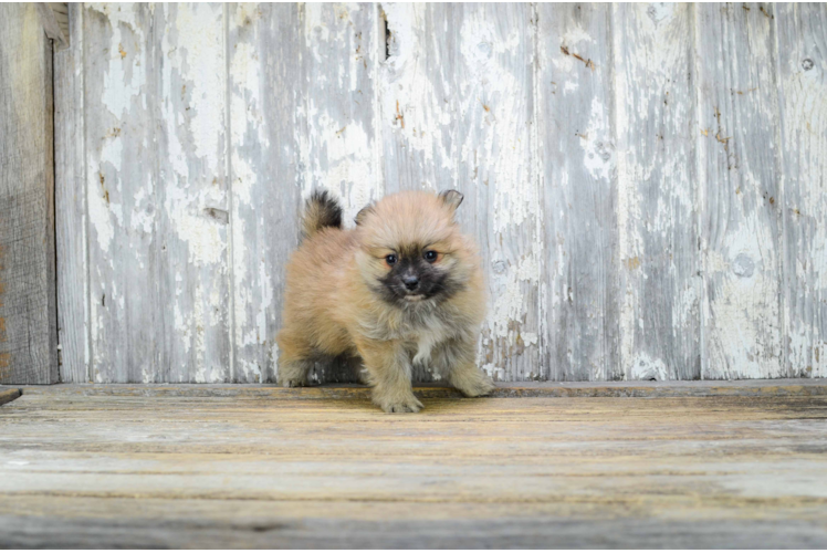 Pomeranian Pixie: 2lb 10oz Puppy - Premier
