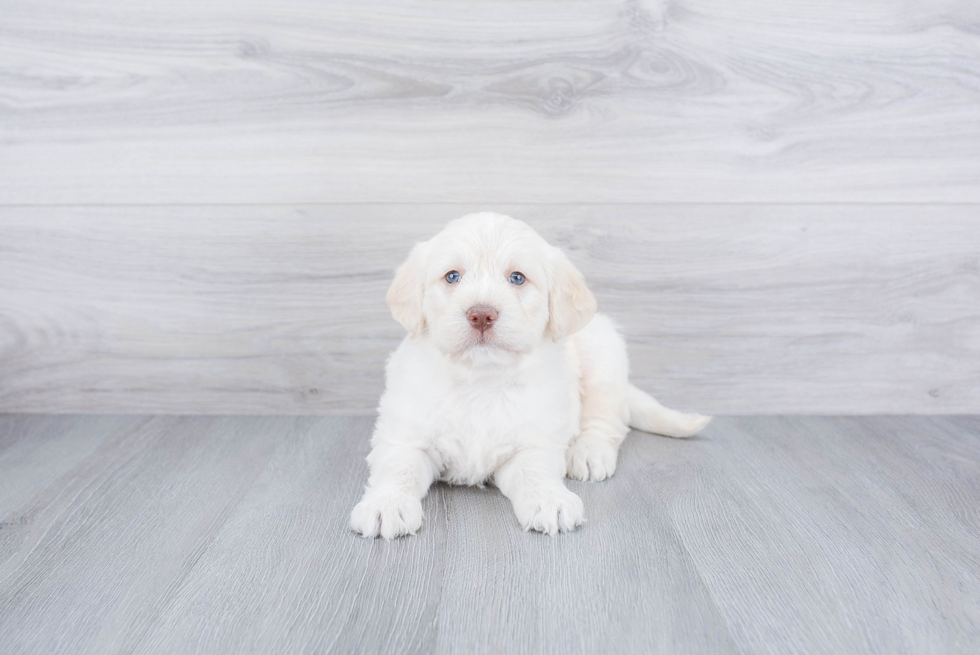 Hypoallergenic Labrador Poodle Mix Puppy