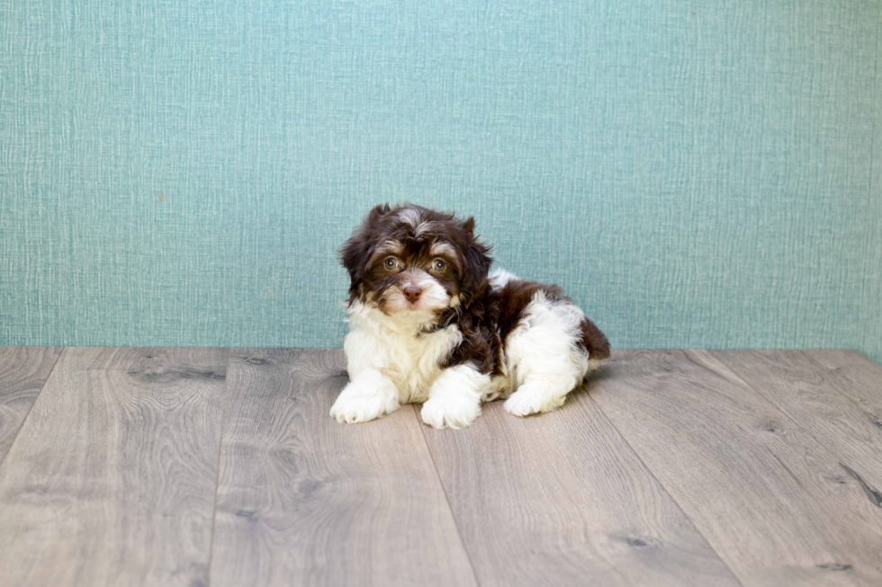 Meet Germaine - our Havanese Puppy Photo 