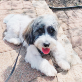 Small Havanese Pup