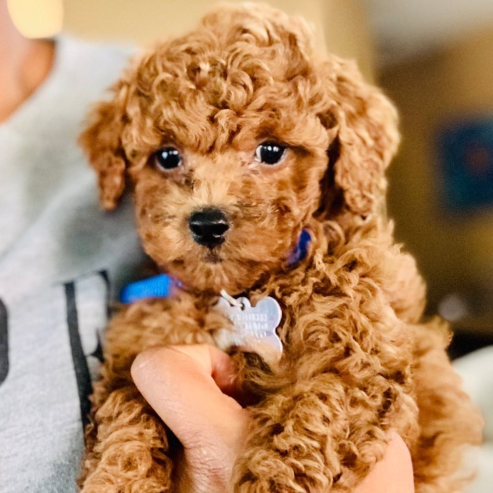 cute teacup cockapoo with curly hair F1b generation teacup  cockapoo 