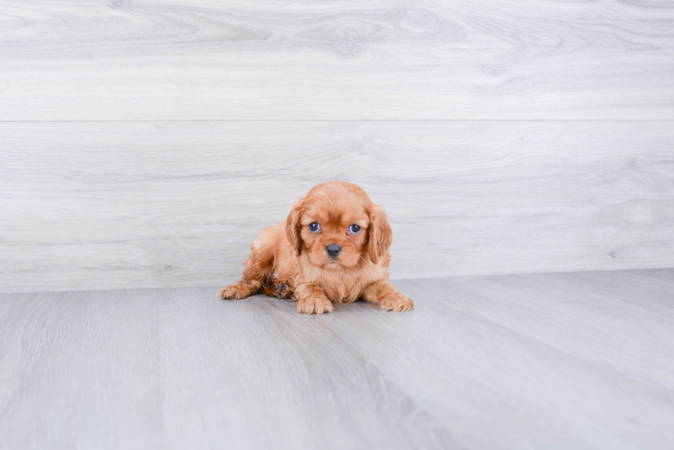 Cute Cavalier King Charles Spaniel Kailee: 3lb 5oz Purebred Puppy