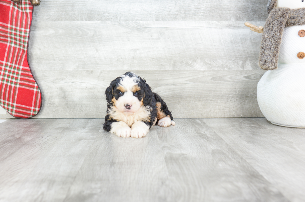 Small breed puppies for sale | Teacup Pups for sale in Ohio – Premier Pups