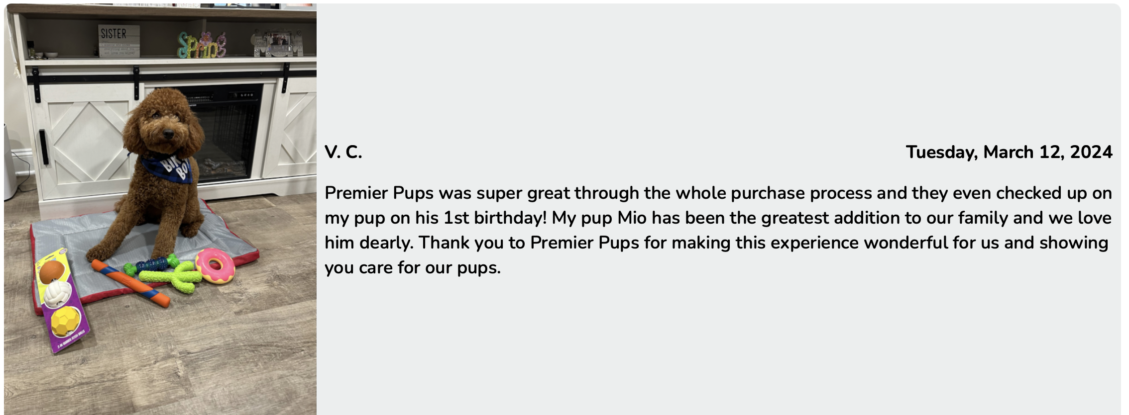 top mini goldendoodle breeders at premier pups - customer review of mini goldendoodle puppy - VC