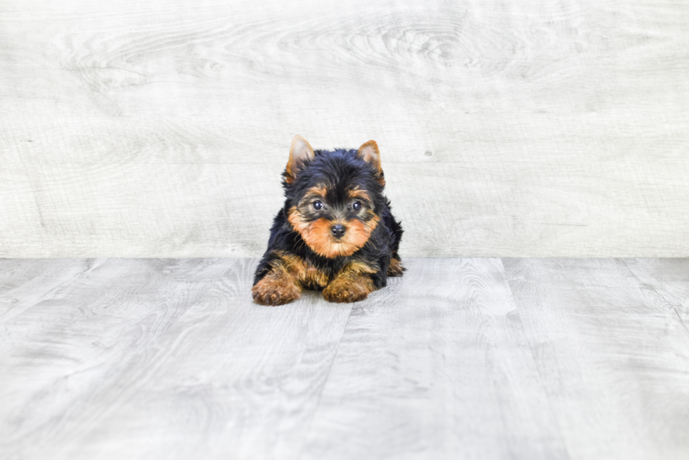 Meet Fiona - our Yorkshire Terrier Puppy Photo 