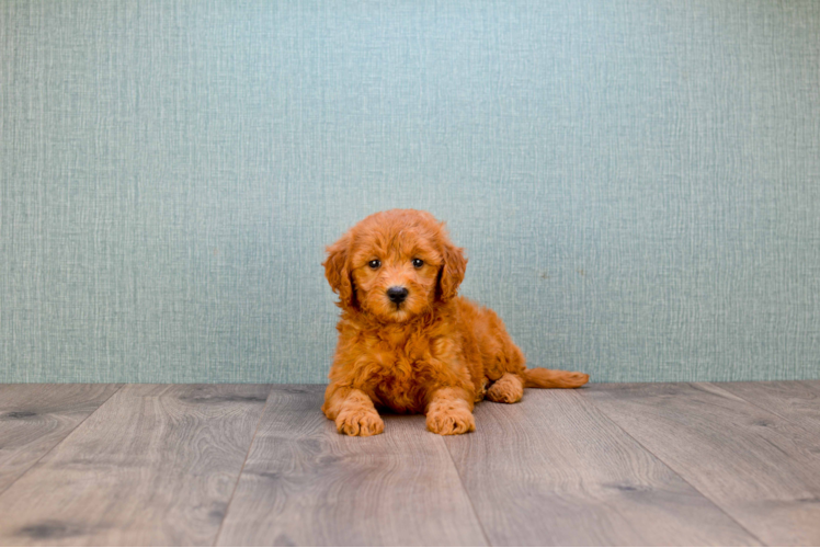 Petite Mini Goldendoodle Poodle Mix Pup